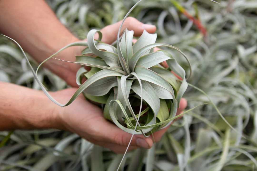 Titelseite -SubStral Tillandsia Xerographica Air Plant 6